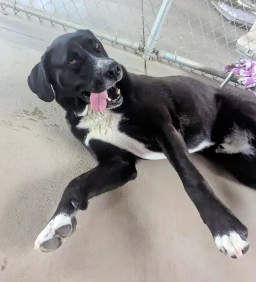 Goofy - in foster
