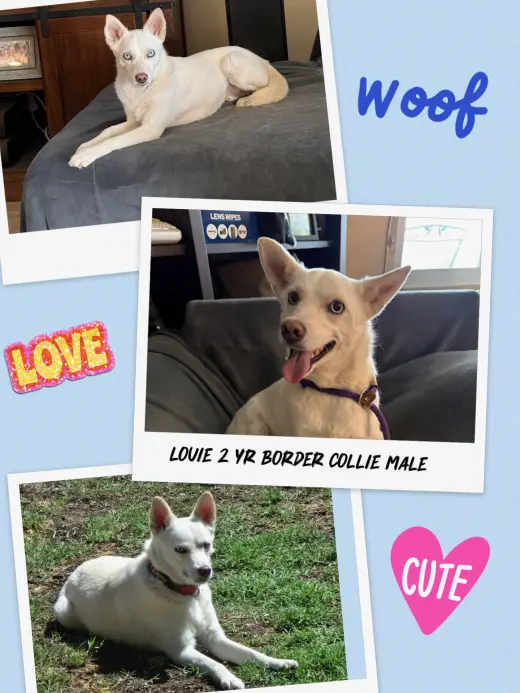 FOSTER NEEDED FOR LOUIE