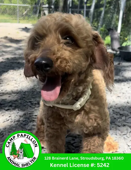 Reba