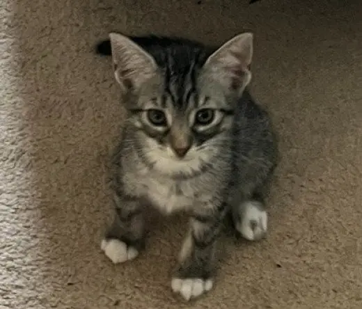 Lucy