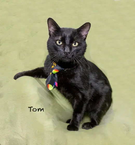 Tom