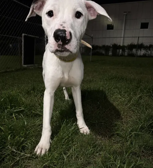 Snoopy