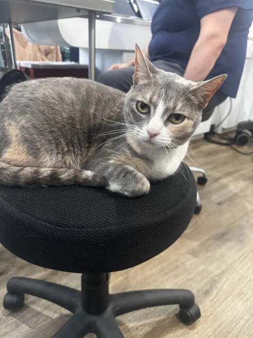 Kiwi aka Jojo