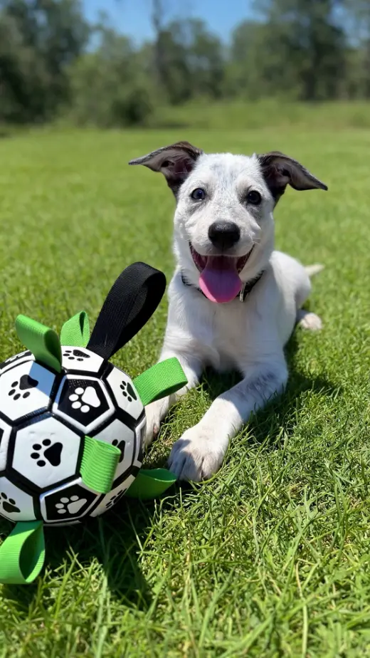 Diana (D Pups)