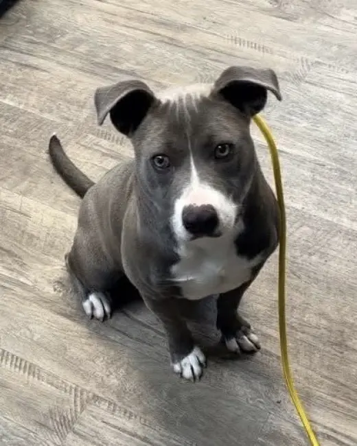 Oswald