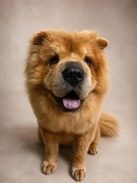 Oso - In Foster