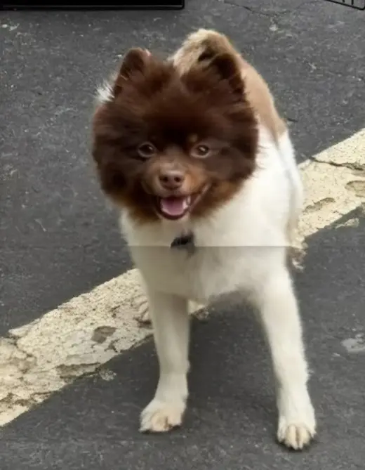 Coconut