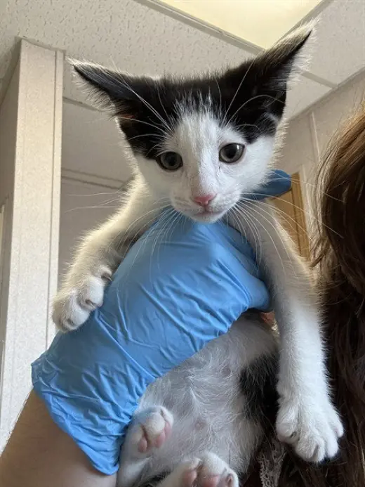 NOVA
