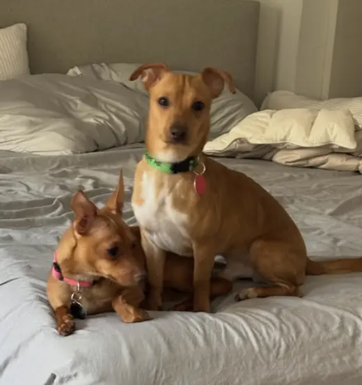 Bell and Taco *BONDED PAIR* *ADOPTION FEE WAIVED*