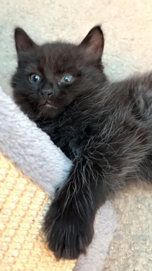 Fluffy (bonded with Midnight and Cinder)