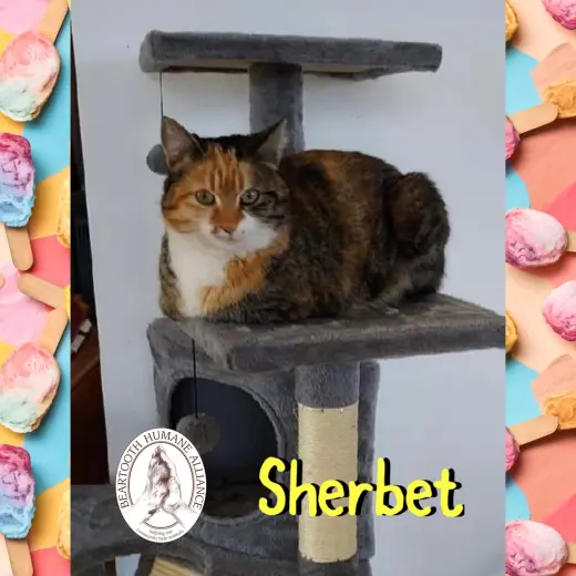 Sherbet