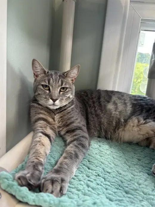 NALA