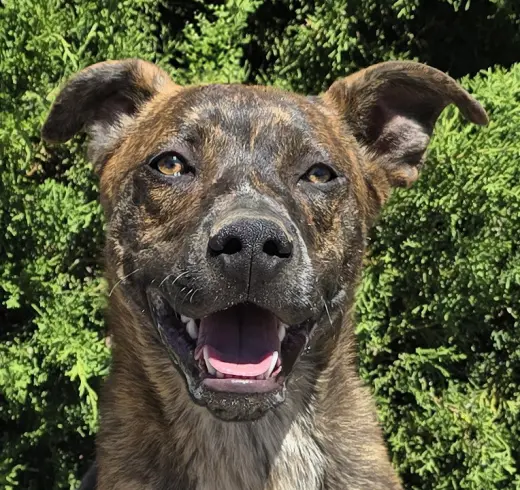Absolutely Amusing Mr Alphie = LOVE on 4 Paws !