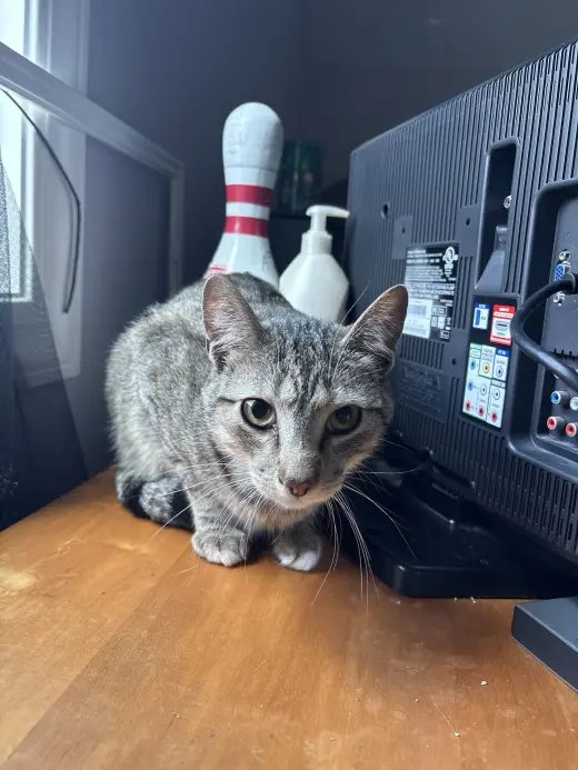 Simba