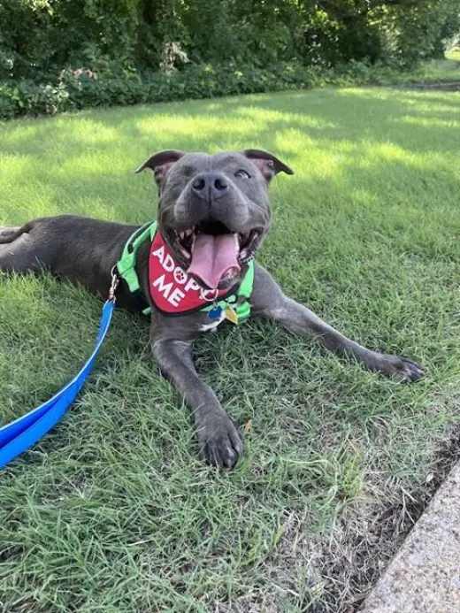 LAILA