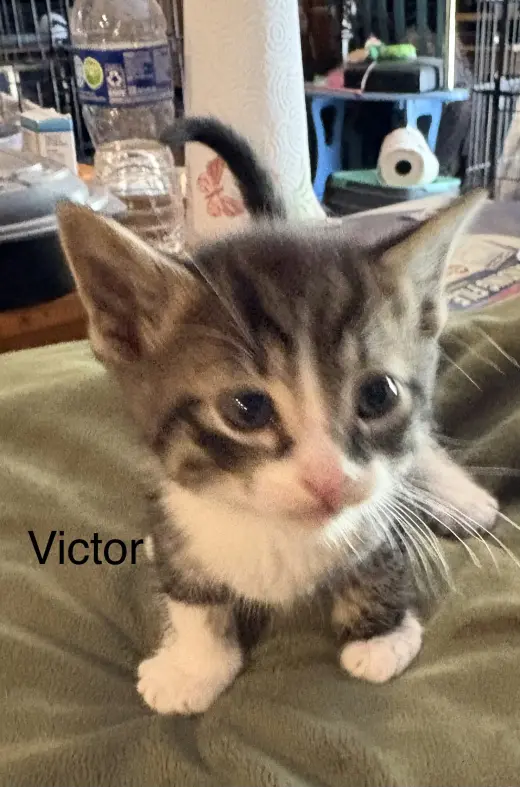 Victor (sc)