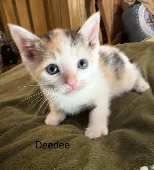ceecee. (sc)