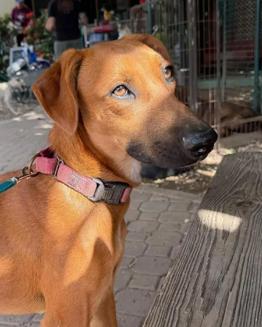 Vera