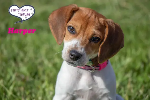 Harper -Adoption Pending