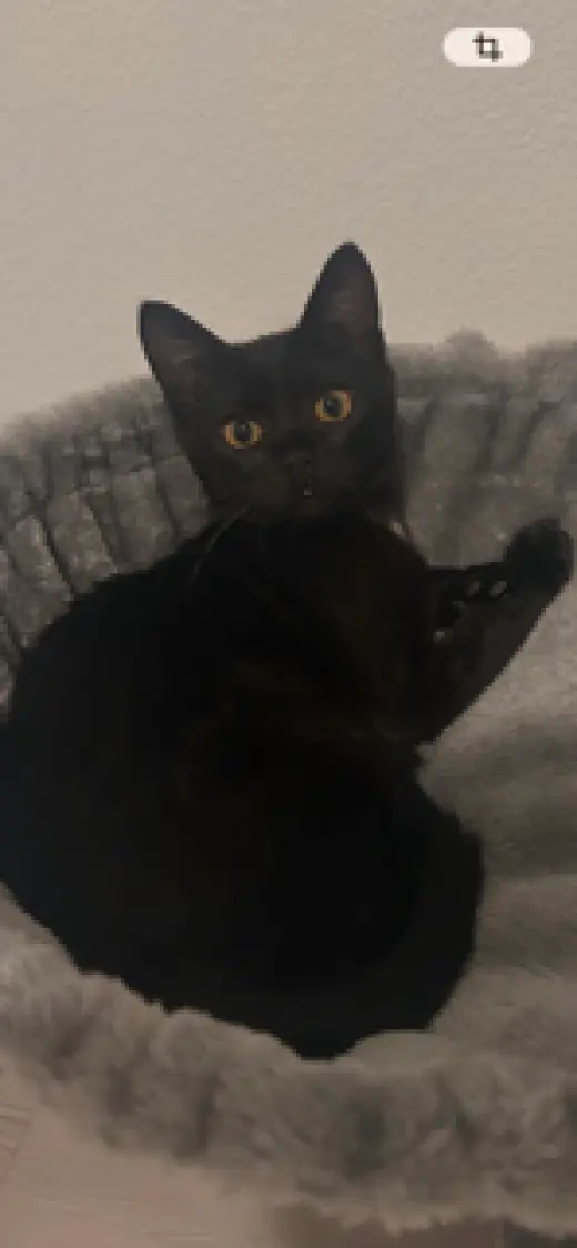 Vella