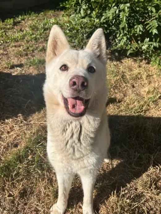 Stella