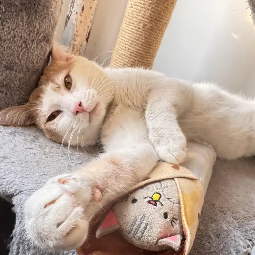 Creamsicle