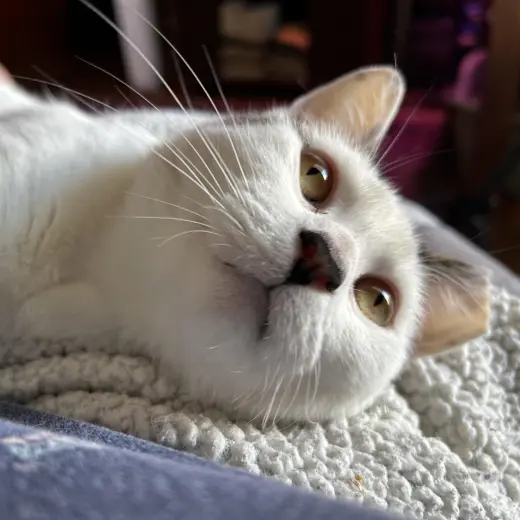 Suki