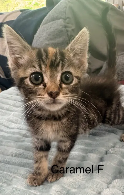 Caramel (lh)