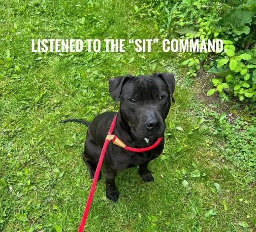 Pound Dog-Coal #179858-Courtesy Listing