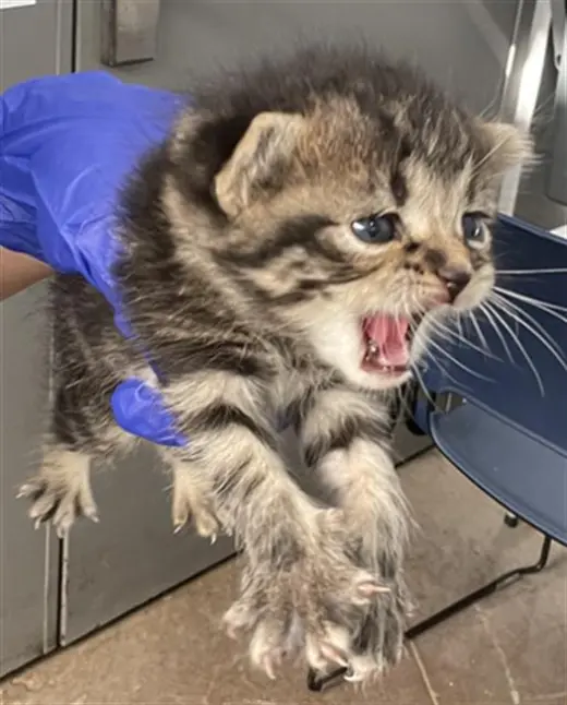 MIMI