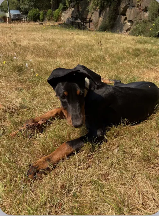 Black Betty