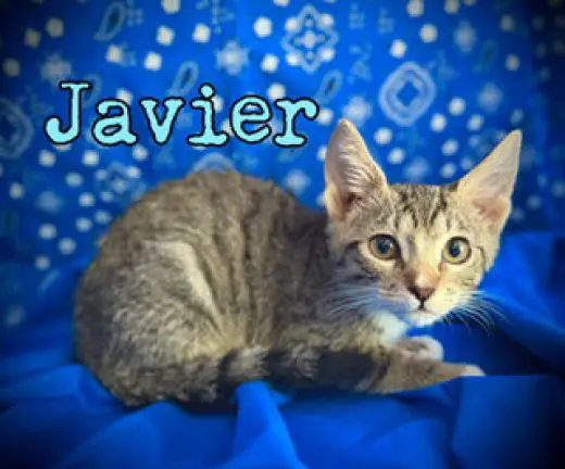 Javier
