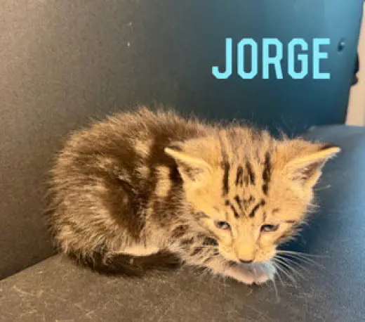 Jorge