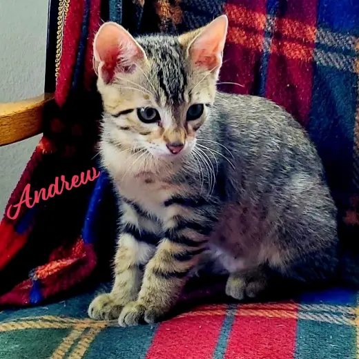 Andrew #winsome-fivesome