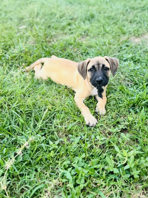 Talia - stormie litter