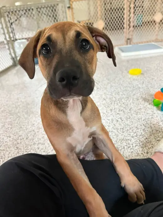 Zephyr- stormie litter