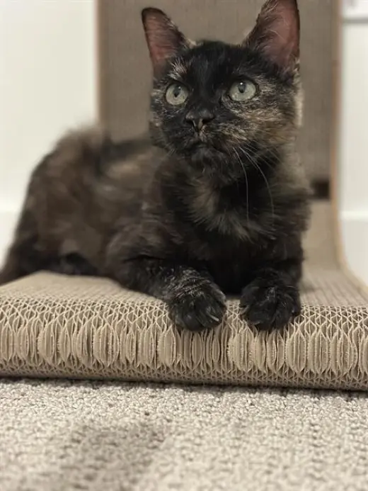 RAISINETTE