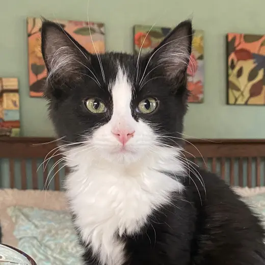 Daphne