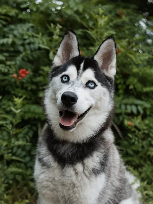 Vogue
