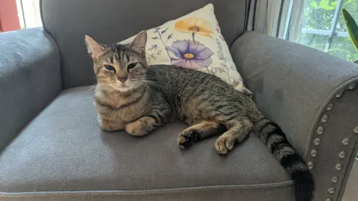 Tabitha