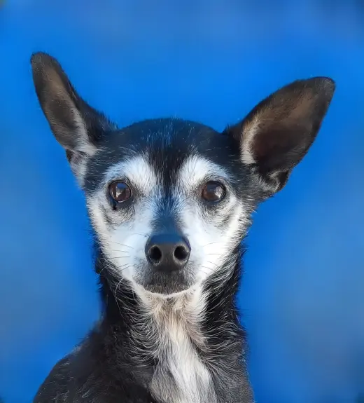 CHICO
