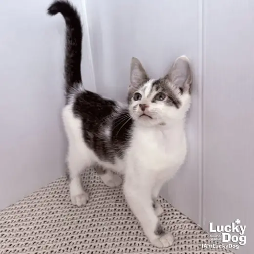Nigel