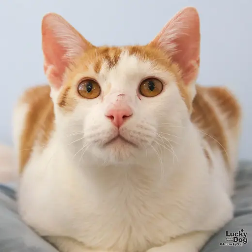 Tom