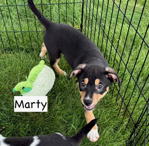 Marty