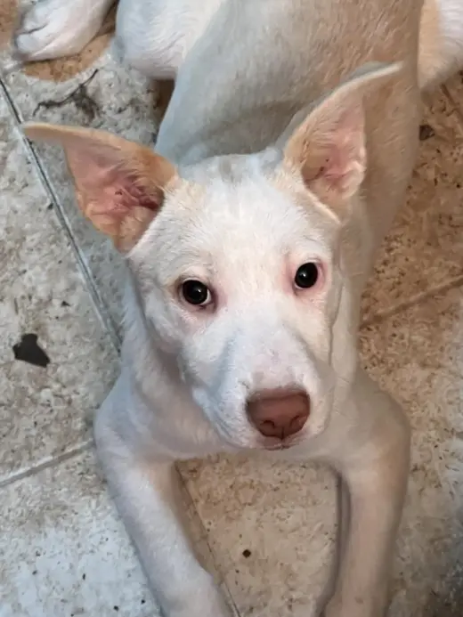 Artax (A Pups)