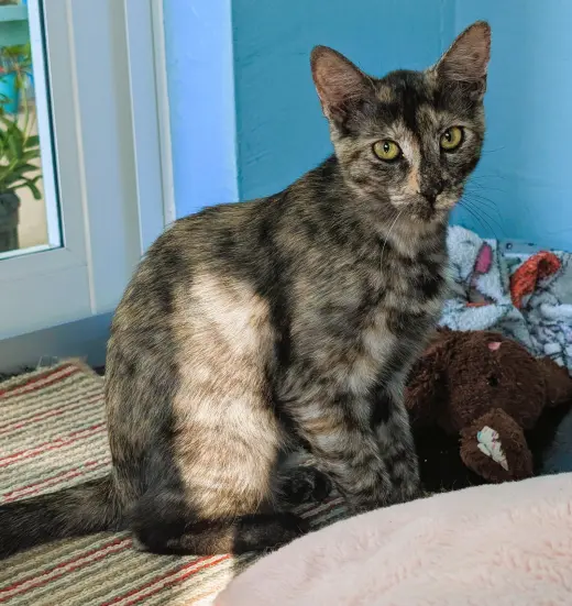 Tigra