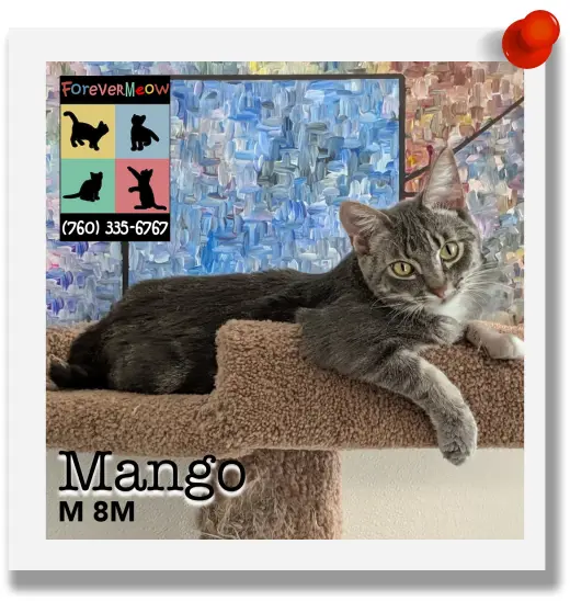 Mango