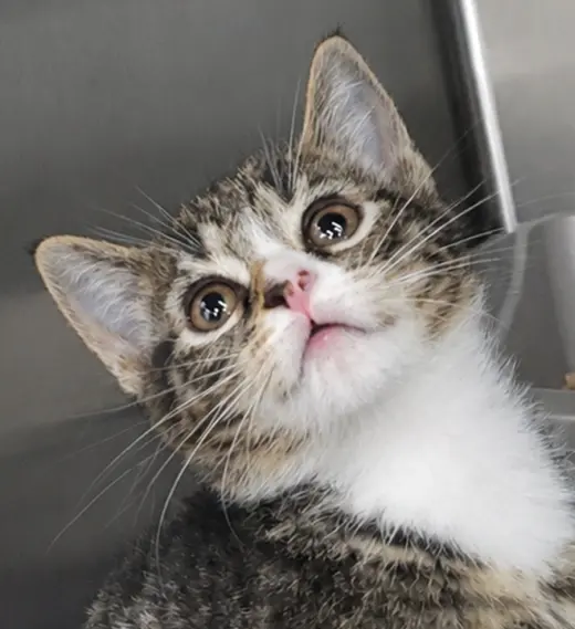 Kitten Bolo