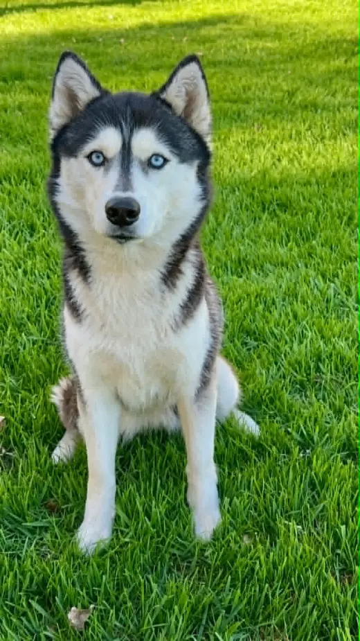 Echo