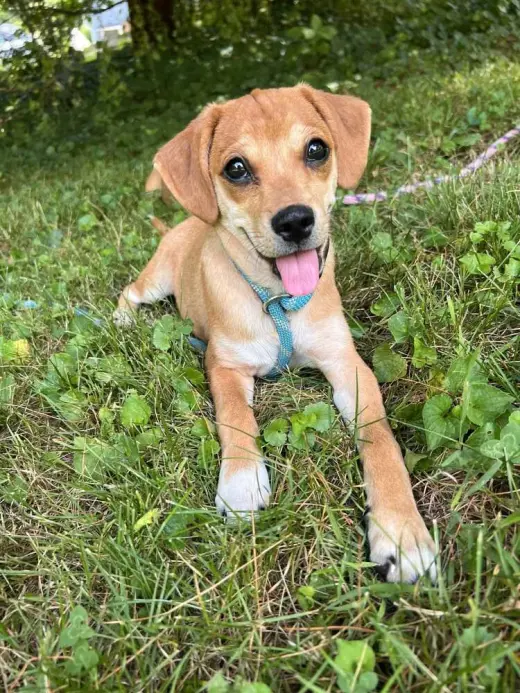 Bella (AL)